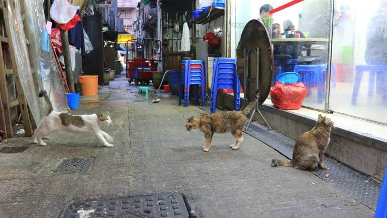 Cats looking at a Chinese restaurant