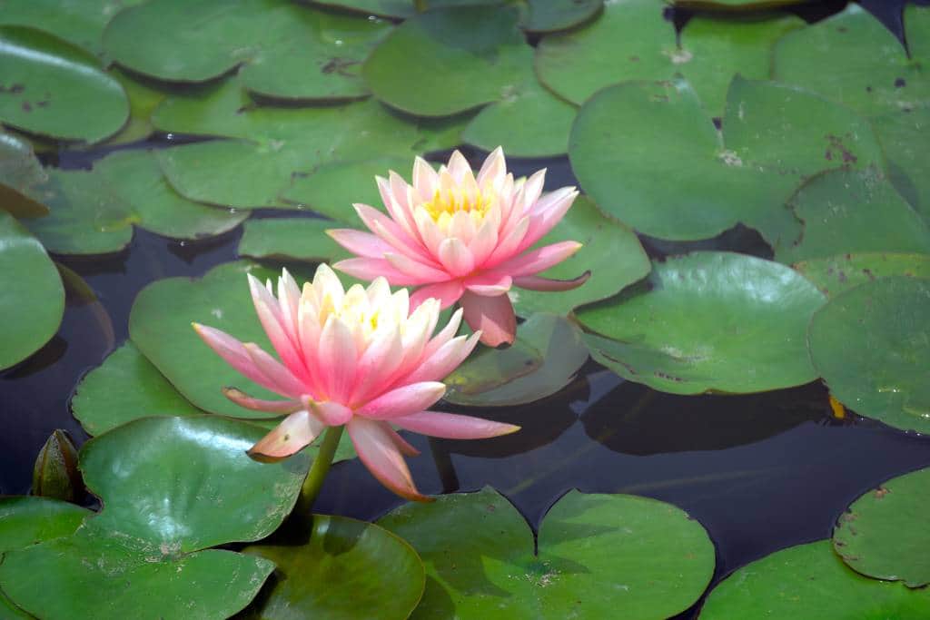 Nymphaea odorata Aiton (Fragrant Water-Lily) with Pink Blooms and Green Lily Pads